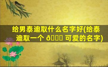 给男泰迪取什么名字好(给泰迪取一个 🐈 可爱的名字)